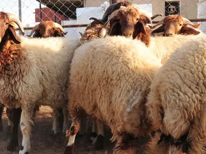 شهدت الأسعار هذا العام، ارتفاعات لافتة، خاصة في بعض الدول العربية، ومنها مصر، إذ إن الأوضاع الاقتصادية في البلاد، وارتفاع الأسعار