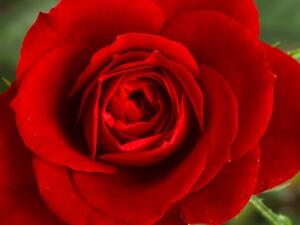 في السويد حولوا وردة إلى بطارية تخزن الكهرباء