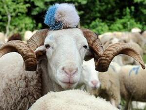 Lack of supply and increasing costs of animal farming have contributed to the price rise