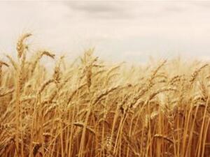 Arab countries account for 55.8 percent of agro-industrial exports