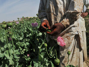 A man picks poppies in the Helmand province, which contributes to the heroin epidemic and violence toward women. (AFP/File)