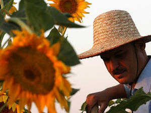 A Kurdish man harvests sunflowers in a field in the district of Raniya, 70km (43 miles) east of Arbil, the capital of Iraq's northern autonomous region of Kurdistan. (AFP/File)
