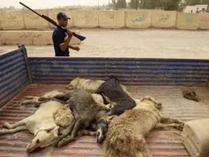 الجيش الاميركي: حاولنا وقف التعذيب في العراق 