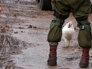 Chickens walk next to Israeli soldiers during clashes with Palestinian protestors in the village of Qabatiya, near the West Bank town of Jenin. (AFP/File)