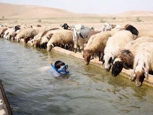 The reported ban might have been put in place due to increasing levels of chemical pesticide residues in Jordan's agricultural products. (AFP/ Menahem Kahana) The reported ban might have been put in place due to increasing levels of chemical pesticide residues in Jordan's agricultural products. (AFP/ Menahem Kahana)