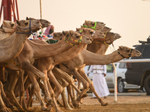 السعودية انشغلت بسباق الهجن 