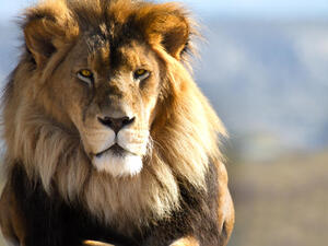 There's a reason wild animals can't be kept as pets in Kuwait. This domesticated king-of-the-jungle made that reason pretty clear when he killed his owner's housemaid. (Shutterstock)