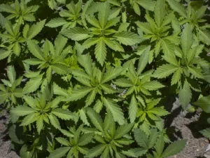 Prof. Raphael Mechoulam and Dr. Yechiel Gaoni researched the active compounds in cannabis and their medical applications. (Pixabay)