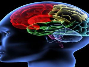 البيئة الغنية تشجع على بناء بنية الدماغ بشكل فردي يتنوع وفقاً لتنوع البيئة المحيطة