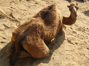 This camel may soon be served with fries and a coke in the UAE 