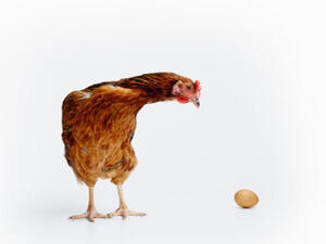 No more foul play play in Saudi as the price of chicken is set to drop