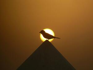 First place winning photograph taken by Aidarous Bani Hashem from Khalifa University