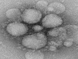 (Center for Disease Control and Prevention, United States Department of Health and Human Services)