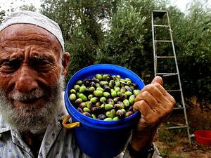 Oliver trees in Palestine are treasured by residents in the agricultural sector for their economic value, as well as by
others for their historical significance, their grandiose appearance and cultural worth to a besieged heritage.