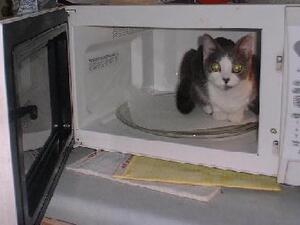 A cat sits in a microwave. (image for illustrative purposes only)