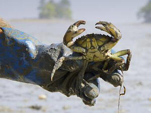 The discovery of invasive green crabs on Egypt's shores in December has been a major concern for local fisherman and the fishing industry in Egypt more broadly (Courtesy of Ahram Online)
