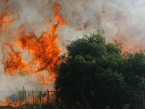 أتلفت الحرائق 12 هكتارا من الغابات وأشجار الصنوبر بمنطقة تستور