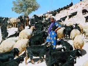 These are not Yemenis