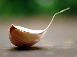 Garlic, this harmless looking plant bulb, can be social suicide.