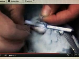 الناشطون في حمص يتحدون الحصار بالحمام الزاجل 