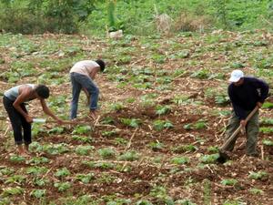 Lebanese farmers have raked in extra economic profits due to the ongoing conflict in Syria (Courtesy of Al Akhbar English)