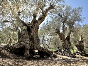 These trees are older than Moses, and Lebanon is their home.