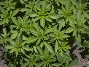 Marijuana plants like those found in Lebanon.