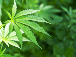 The Lebanese government has recently relaxed its enforcing of anti-drug laws regarding Hashish, the "blessed plant" (sarra22/Shutterstock)