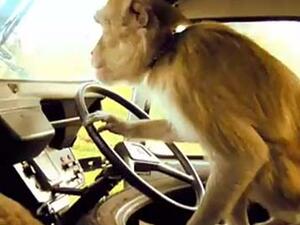 Monkeys are notoriously not car shy, as they climb on board at safaris, many families will have experienced a monkey on the dash board.