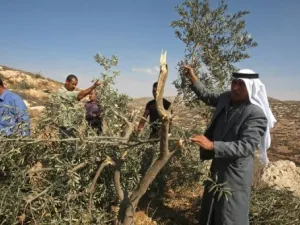 اشجار زيتون اقتلعها المستوطنون