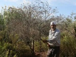فلسطيني يقف قرب شجرة زيتون في مزرعته بالضفة الغربية