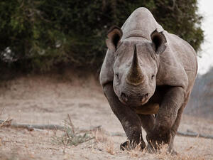 Lebanese Minister Nicolas Sehnaoui had a close encounter with the rhino kind. (image for illustrative purposes only)