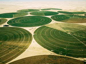 Saudi wheat precision farming
