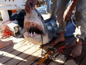 Campaigners in the UAE are trying to stem the flow if shark fin exports to Asia