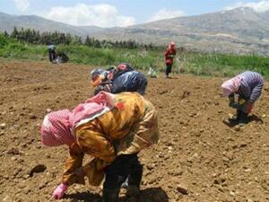 Syrian workers plant corn seeds in Makseh, in the Bekaa valley.