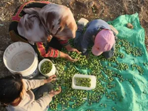 اسرة فلسطينية تجمع الزيتون في قرية سالم شرق نابلس