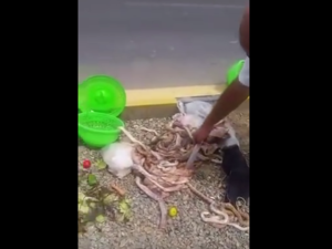  استطاع تهريبها عبر الحدود، غير أن السائق ضبطها بعدما فاحت رائحتها الكريهة في المركبة