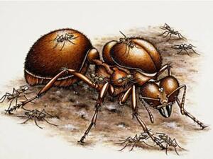 طلب القاضي من المواطن إحضار وكالة من ذوي "النملة" 
