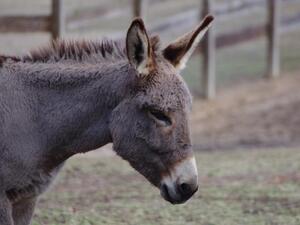 جدل بعد سماح الجزائر باستيراد لحوم البغال والحمير
