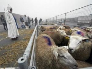 العقيدة الإسلامية ترفض تخدير الأضاحي قبل ذبحها