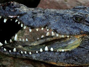 مشروع ضخم في إيران، مخصص لتربية التماسيح