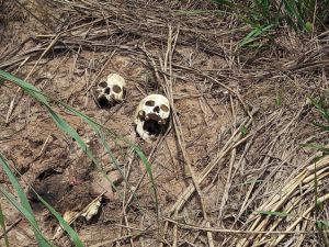 مقتل 40 ضابط شرطة في كمين نصبه عناصر من مجموعة "كاموينا نسابو"