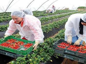 17 ألف مغربية تتابع عملها الموسمي داخل حقول زراعية في إسبانيا