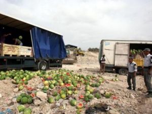 شرطيون فلسطينيون يتلفون بطيخا من انتاج المستوطنات 
