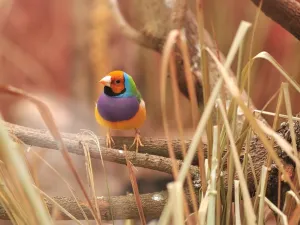 Rare and colorful birds are among the animals you can see at Al Numan Park in Oman. (Shutterstock)