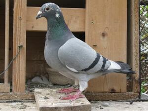 A representational image of a pigeon. (Shutterstock)