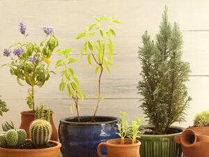 هناك الكثير من النباتات تزيد من الطاقة الإيجابية (shutterstock.com)