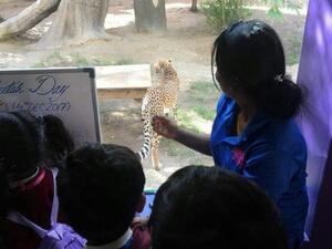 International Cheetah Day 2017 is celebrated every year on December 4. 