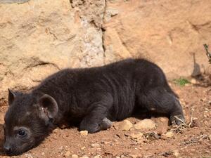 من الصعب تحديد جنس الضباع قبل مرور عام كامل على ولادتها.