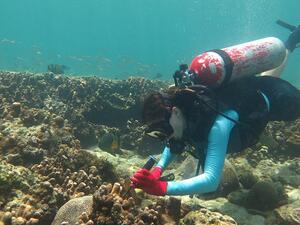 Coral Reefs Research at NYU Abu Dhabi 